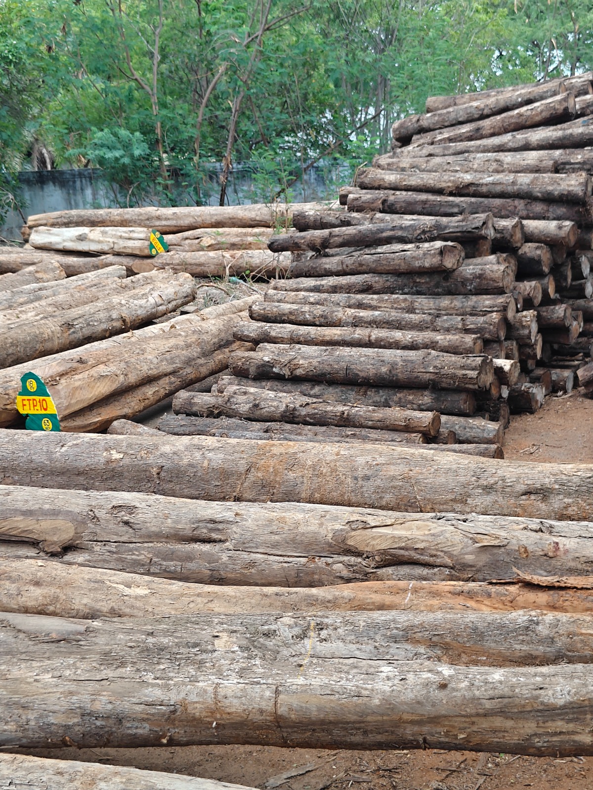 Premium timber logs
