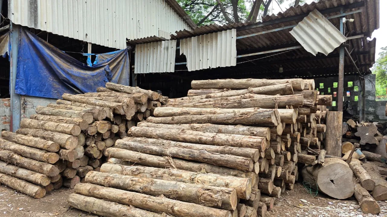 COLOMBIAN TEAK WOOD