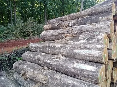 COSTA RICA TEAK WOOD